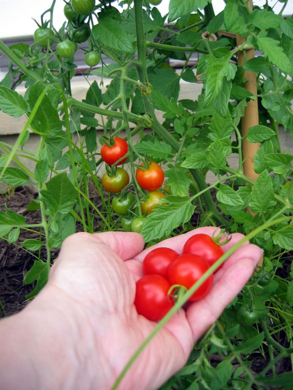 tomatoes-july-2013-003