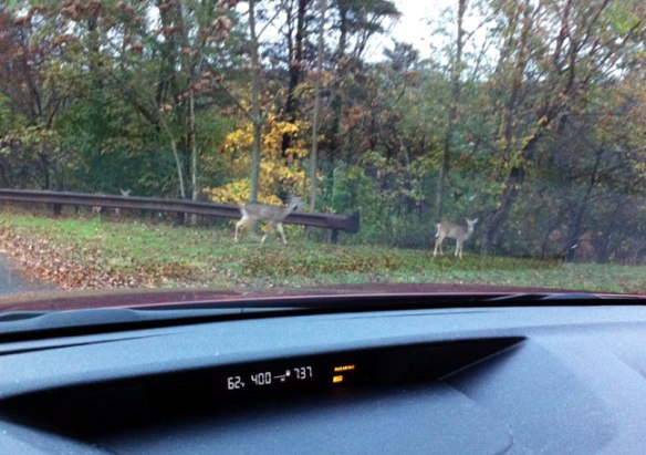 deer-out-of-car
