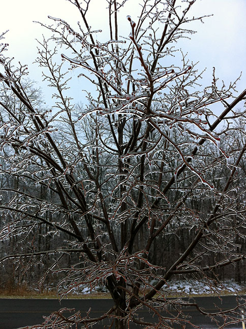 tree-with-ice-2