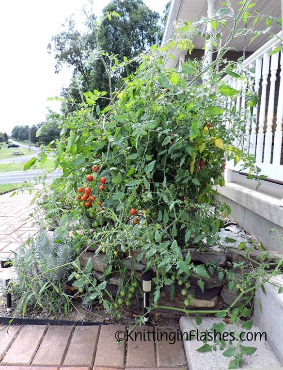 025-Tomato-plant
