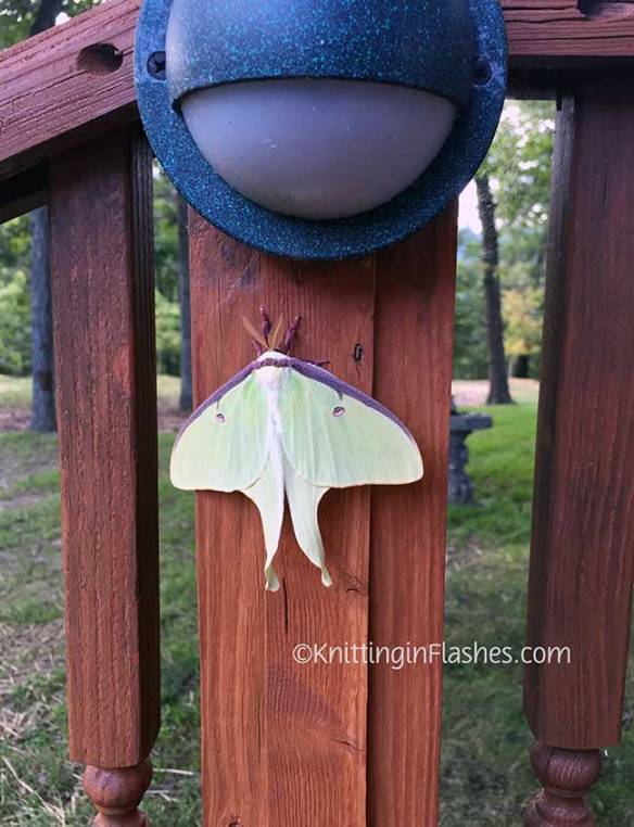 Luna-moth2